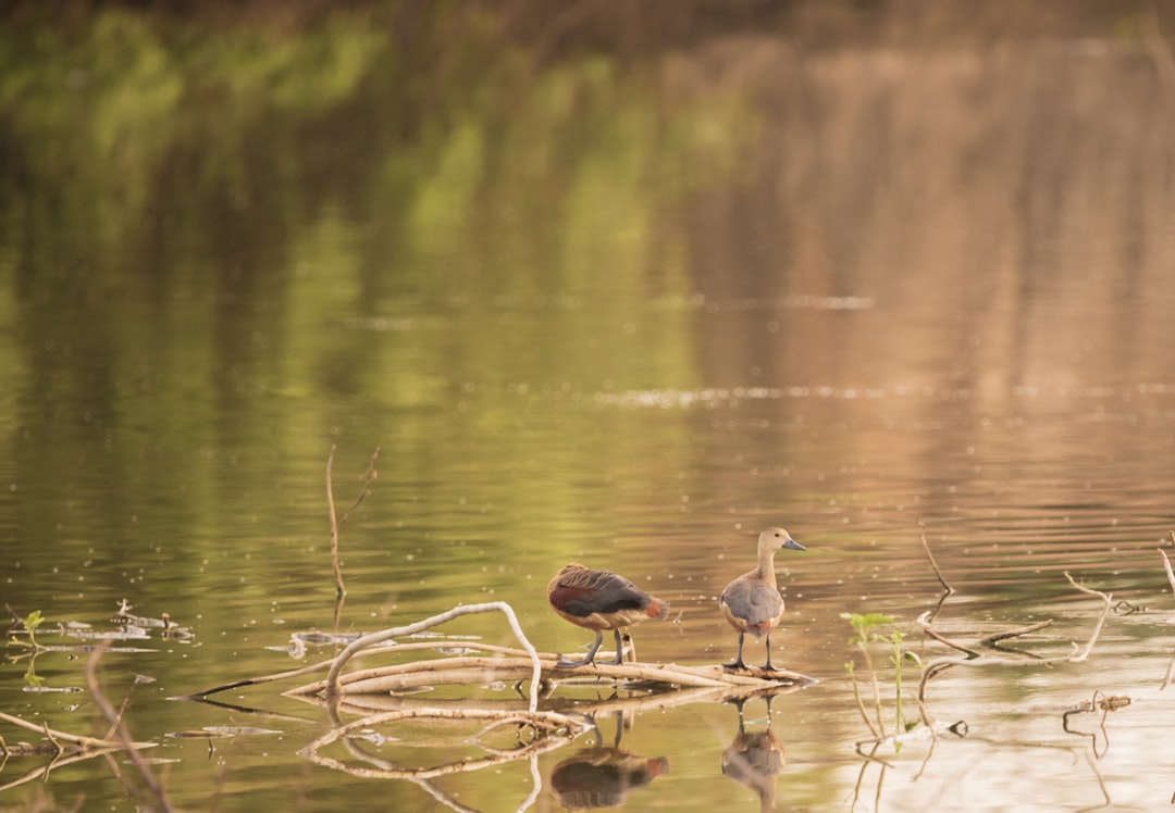 two brown birds on water during daytime