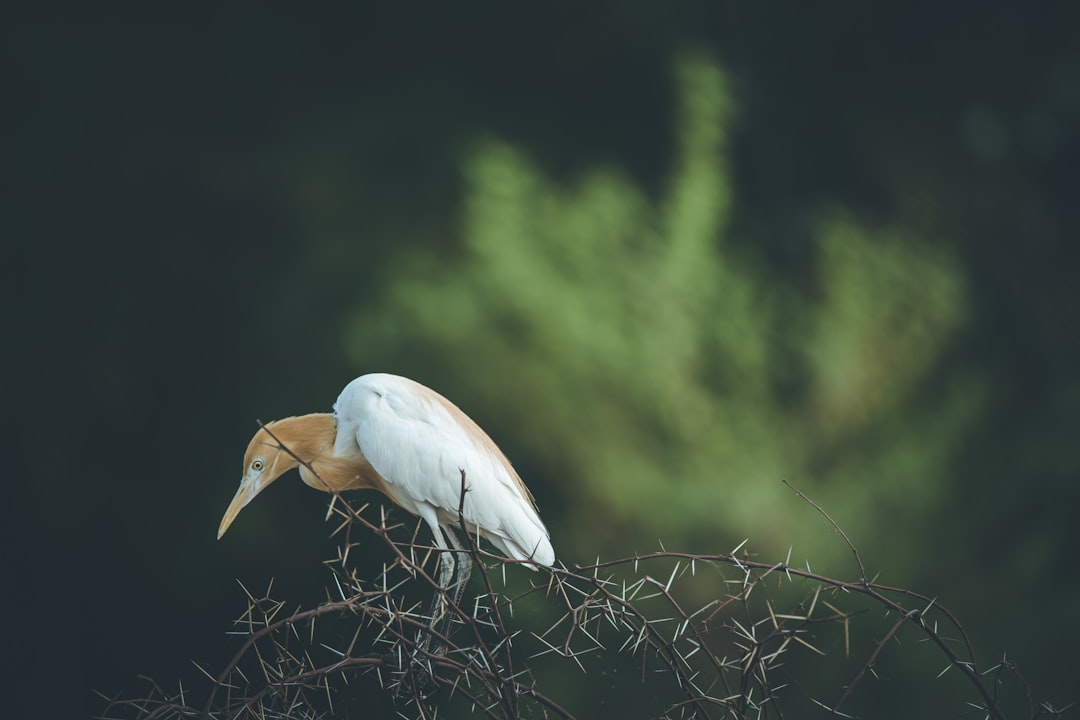 white bird on brown plant during daytime