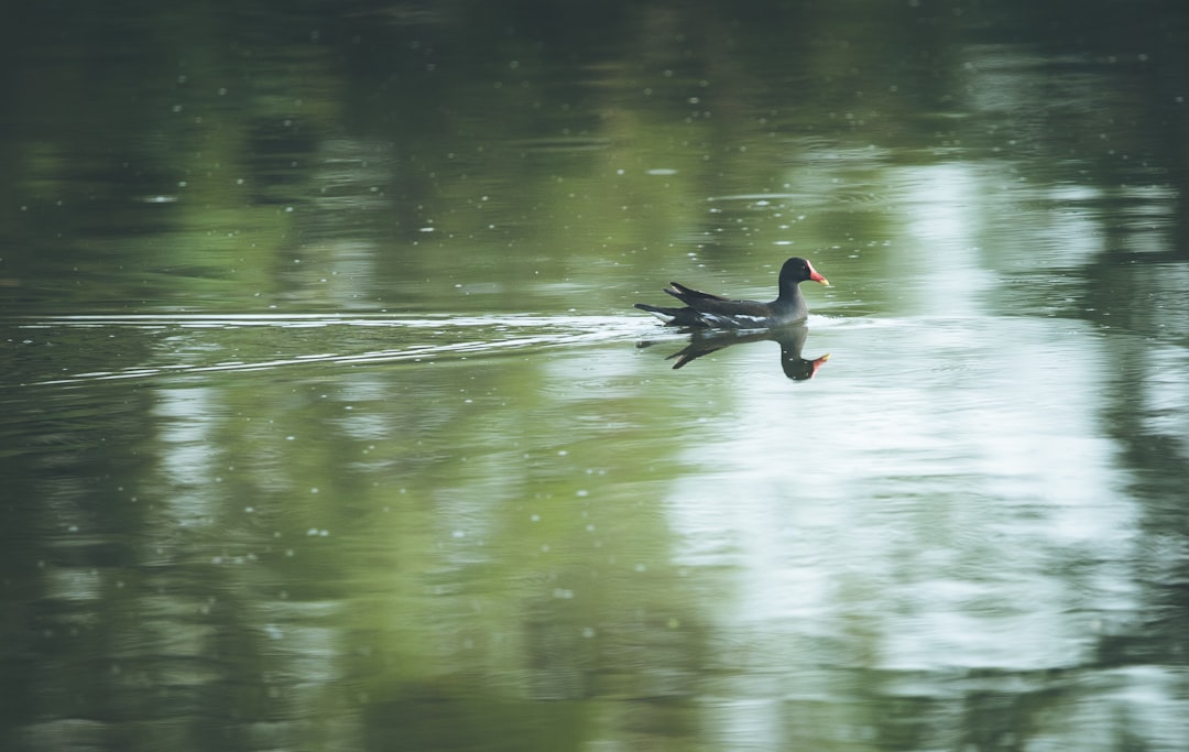 black duck on water during daytime