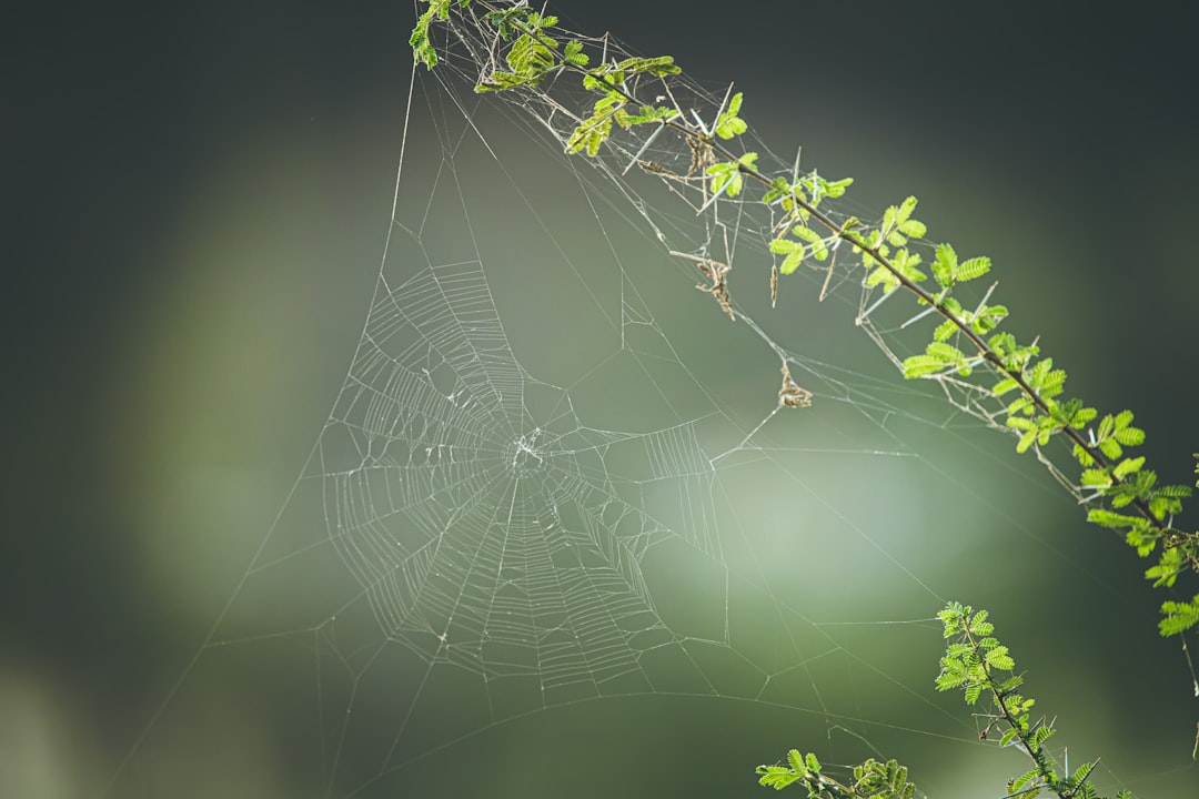 spider web on green plant