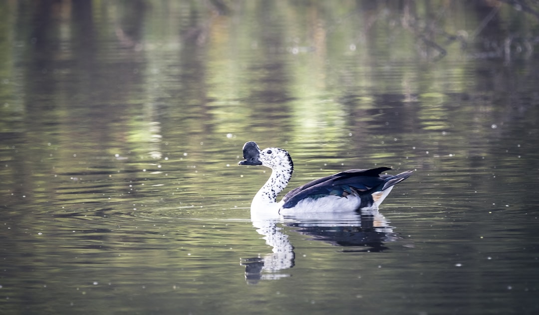 white and black duck on water