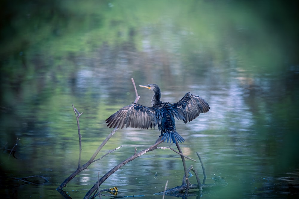 pássaro azul e preto voando sobre o corpo de água durante o dia