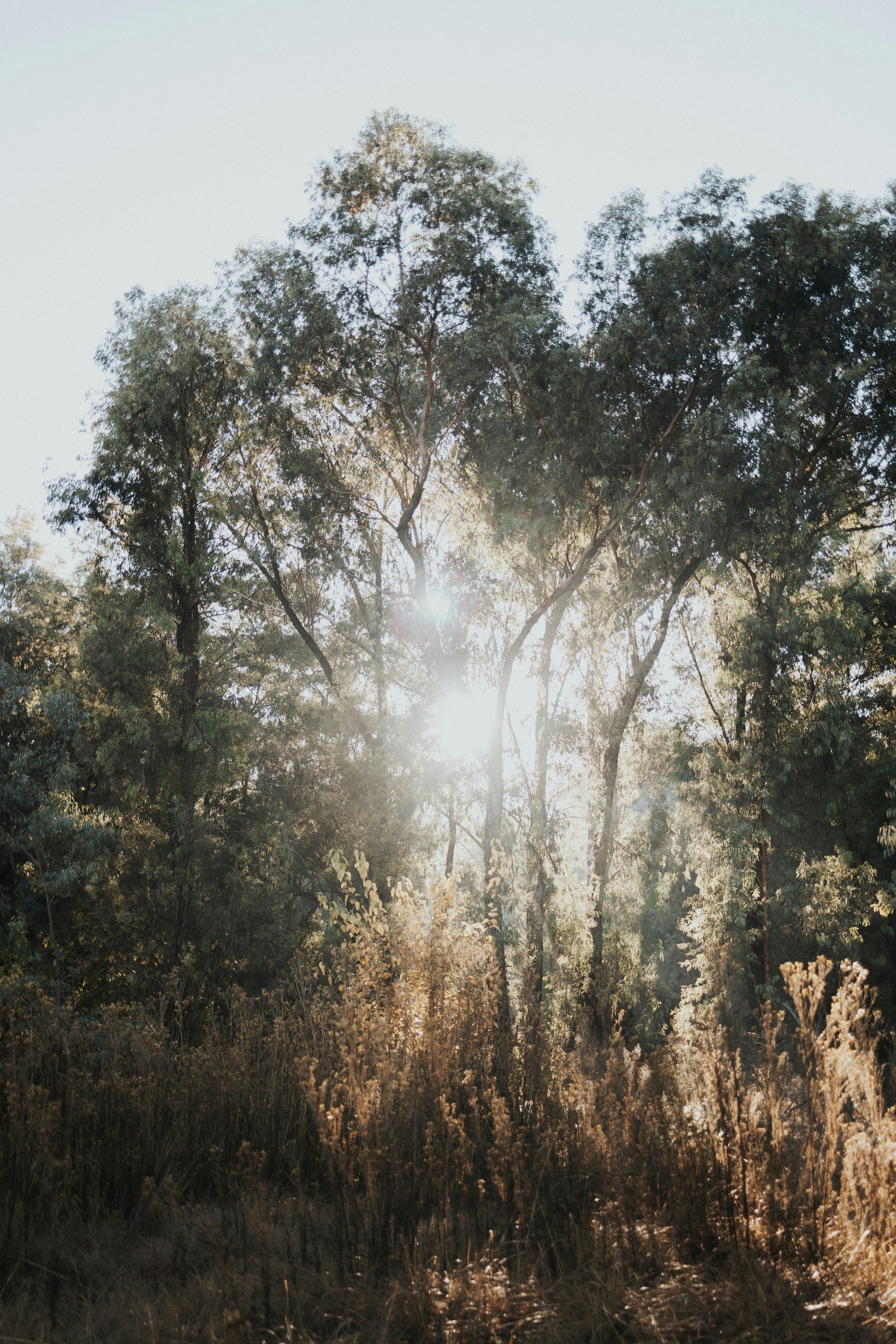 forest morning light, wallpaper, Morning Rituals for Productive Campers 2