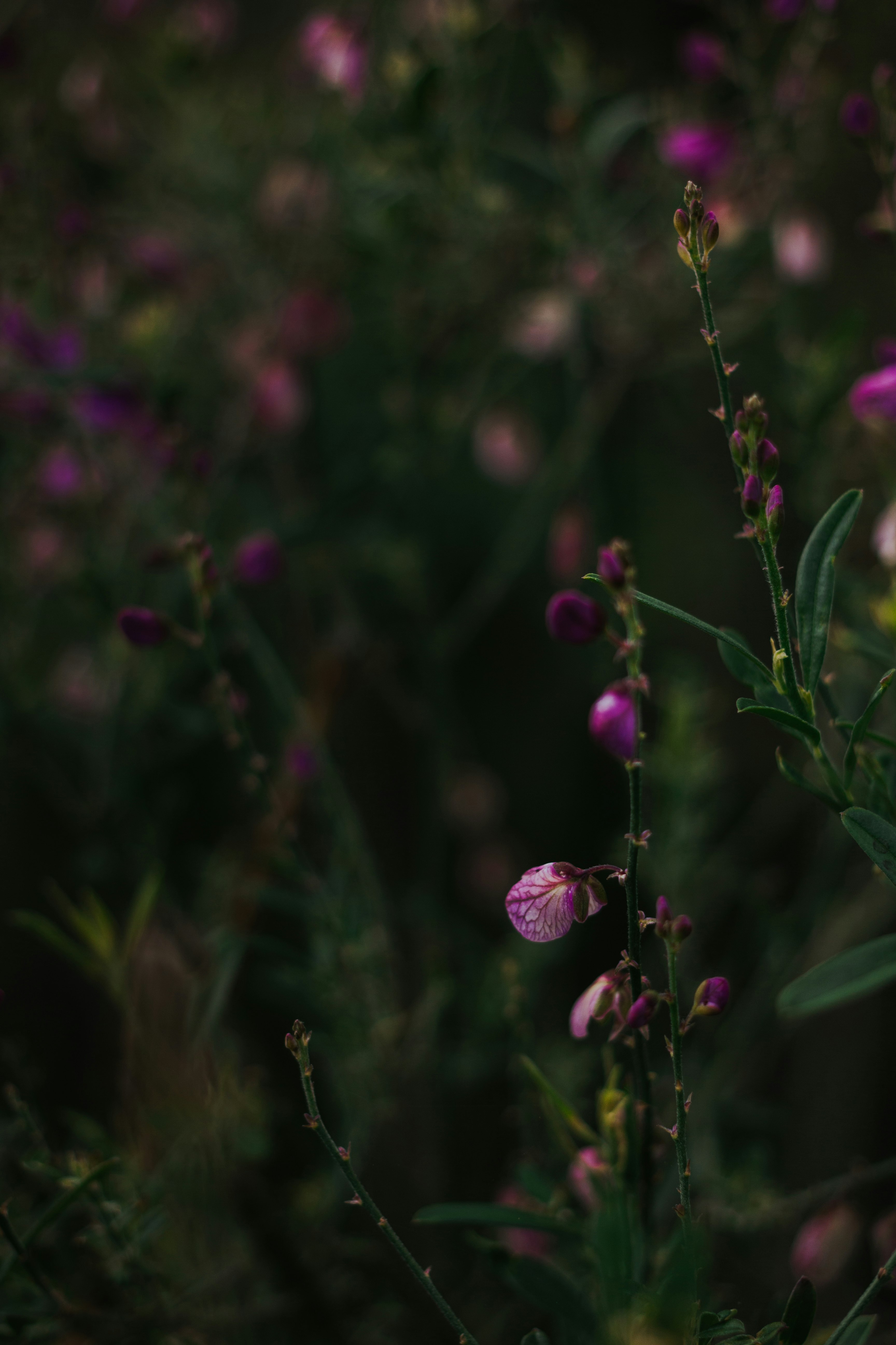 purple flower bud in tilt shift lens