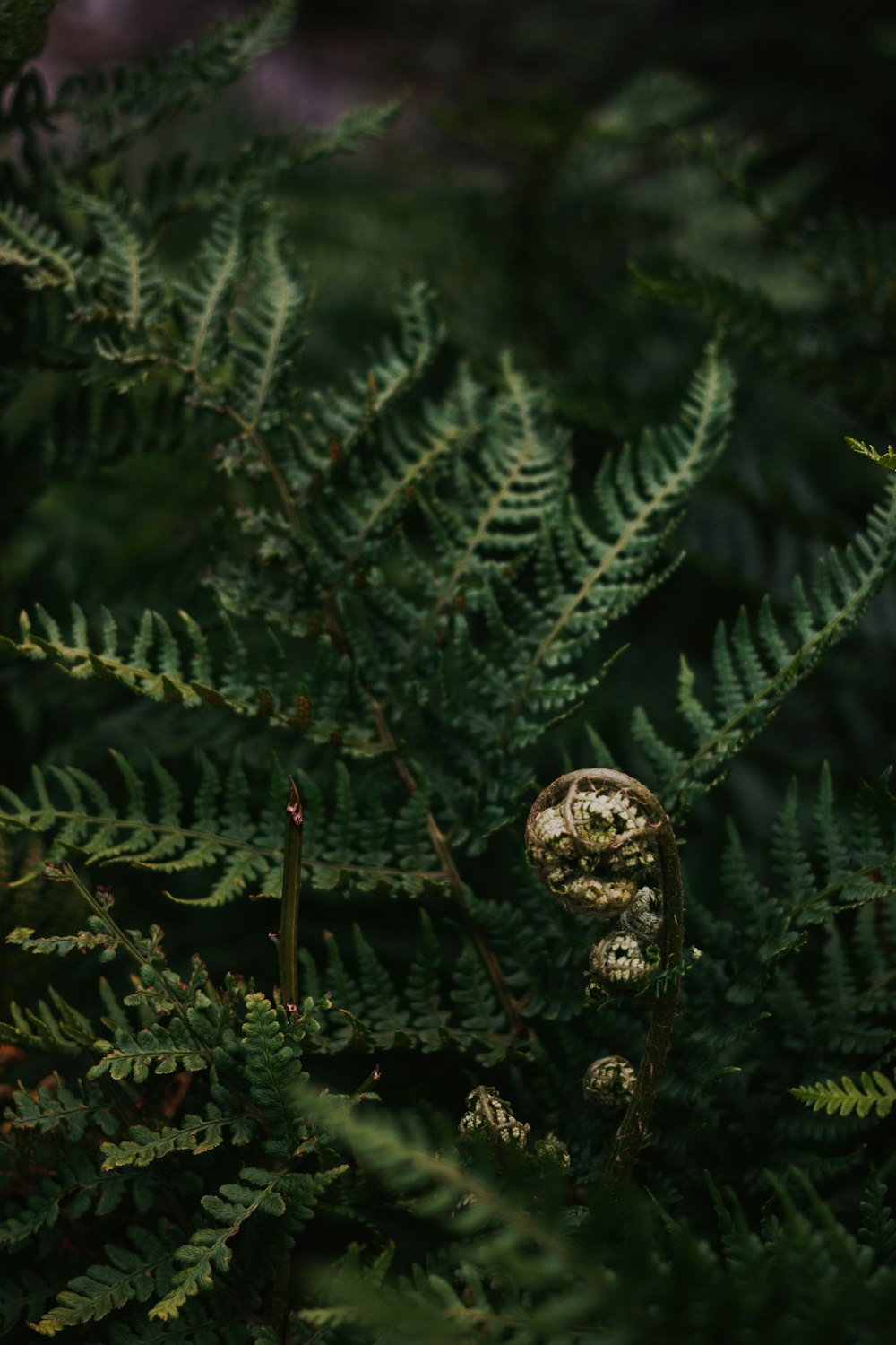 green pine tree with gold baubles