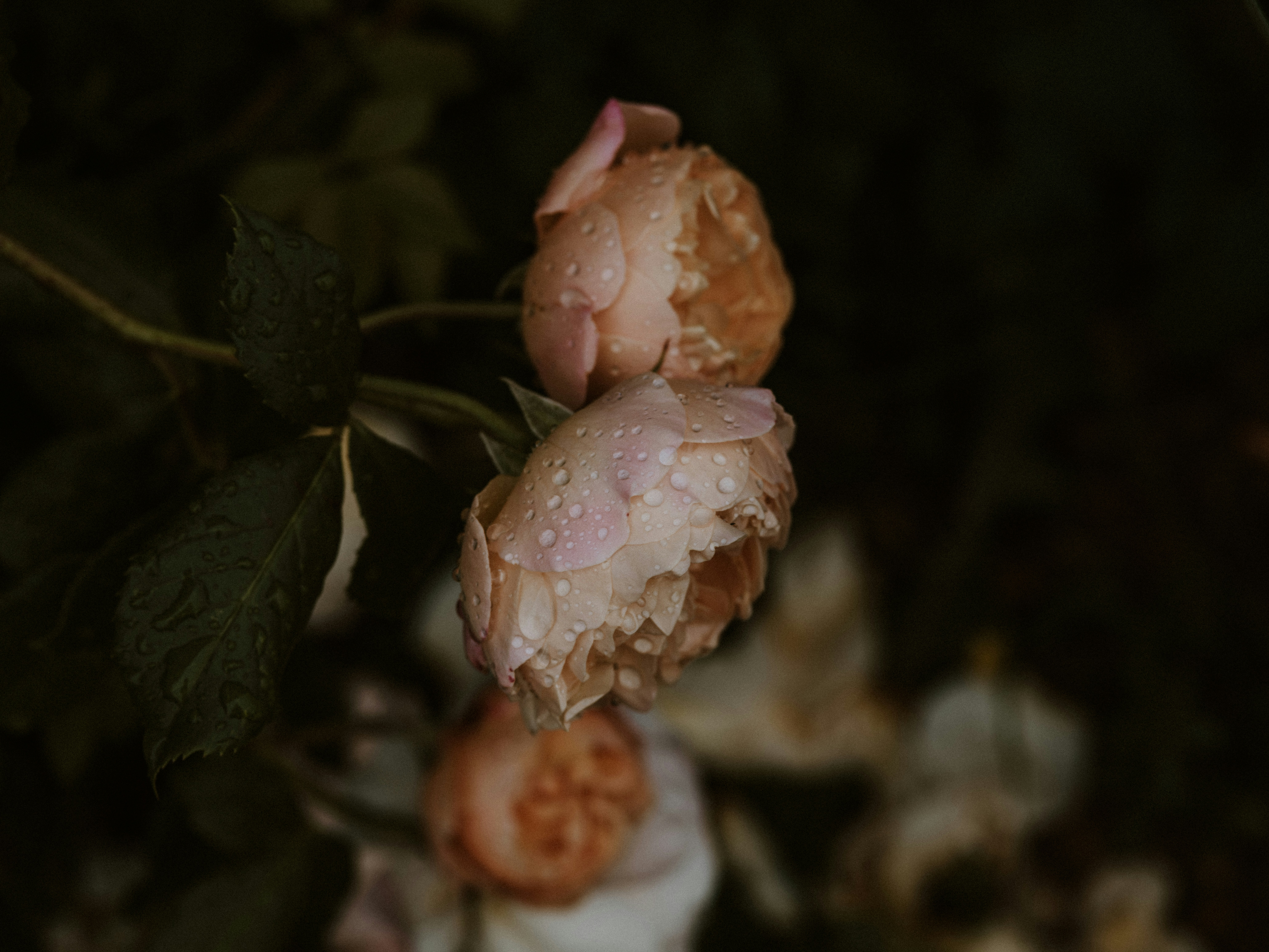 Photo by anniespratt