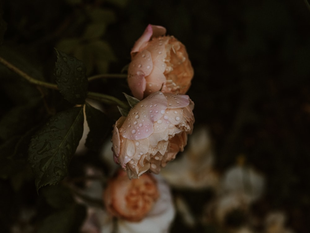 pink flower in tilt shift lens