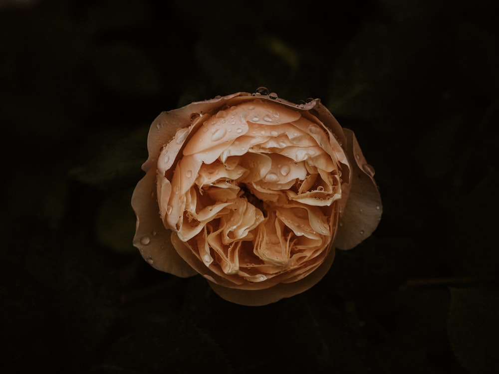 pink rose in bloom close up photo