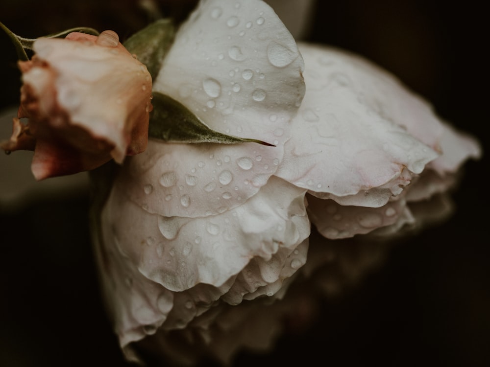 white flower with water droplets