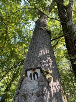 A tall tree viewed from a low angle with sunlight filtering through its dense green leaves. The trunk has a rough texture and features a small, weathered sign with the number 10 fixed onto it. The surrounding area is filled with other trees and greenery, creating a natural and serene environment.