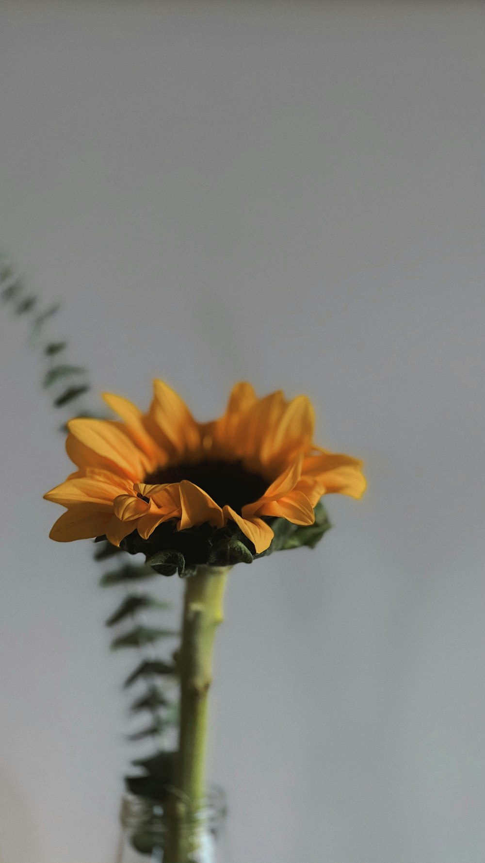 yellow flower in tilt shift lens