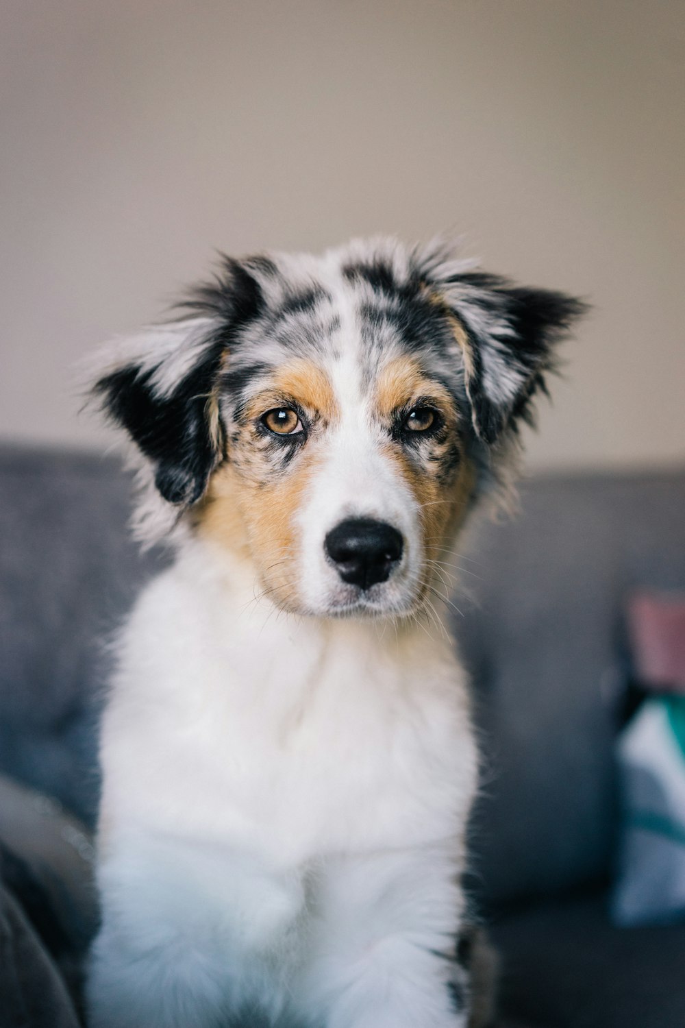 white black and brown short coated dog