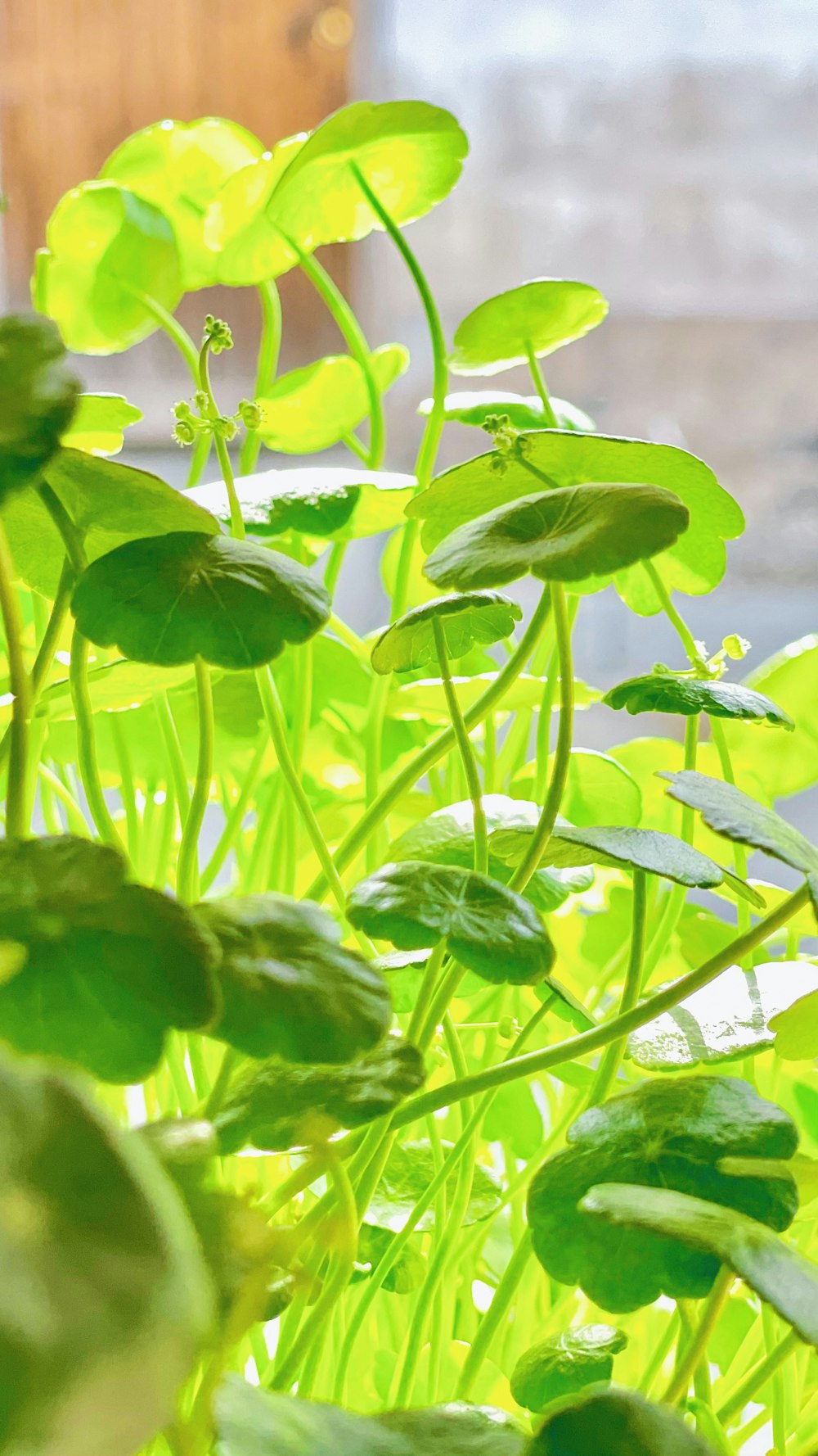 green leaves in macro lens