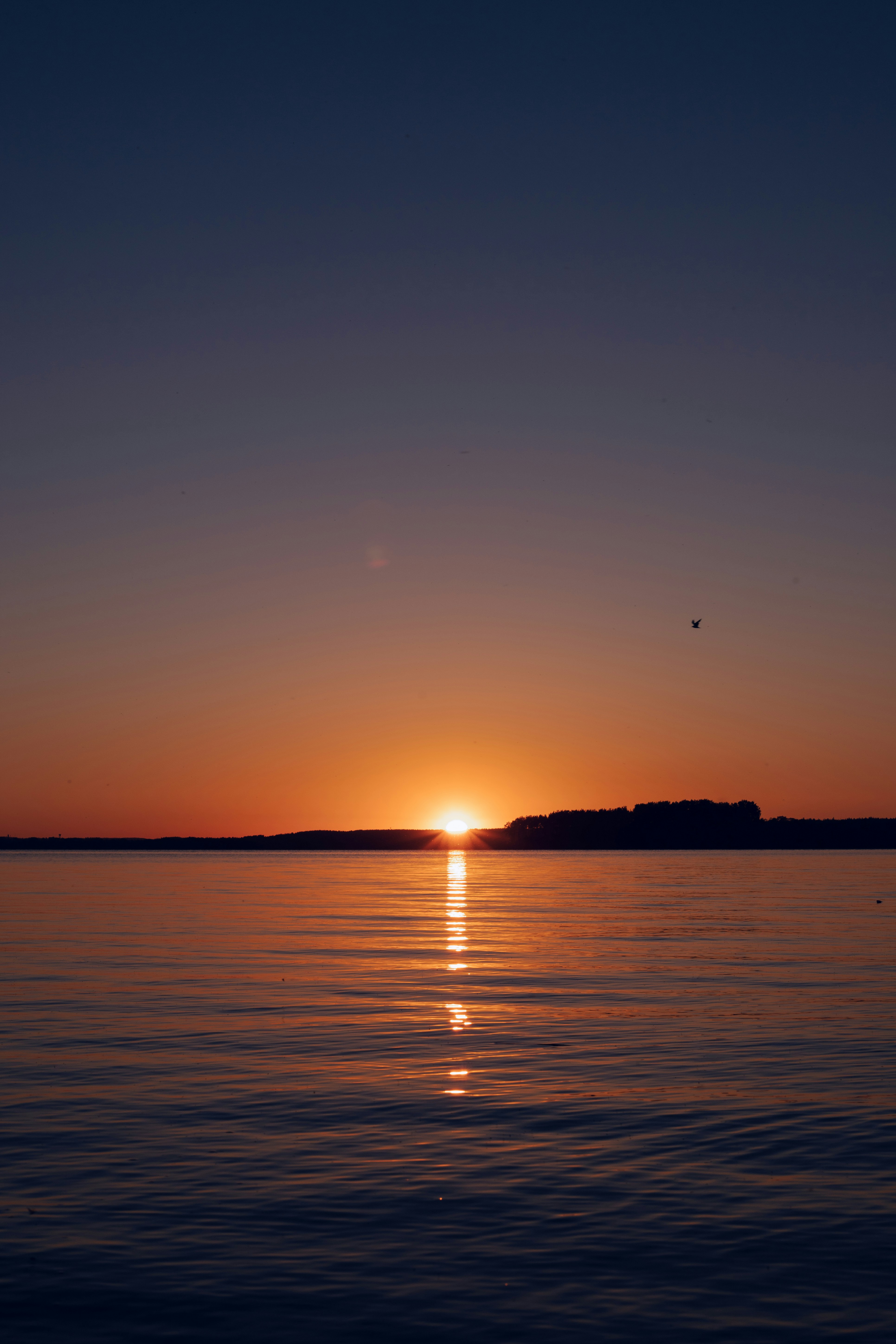 Photo by rozoviesloniki