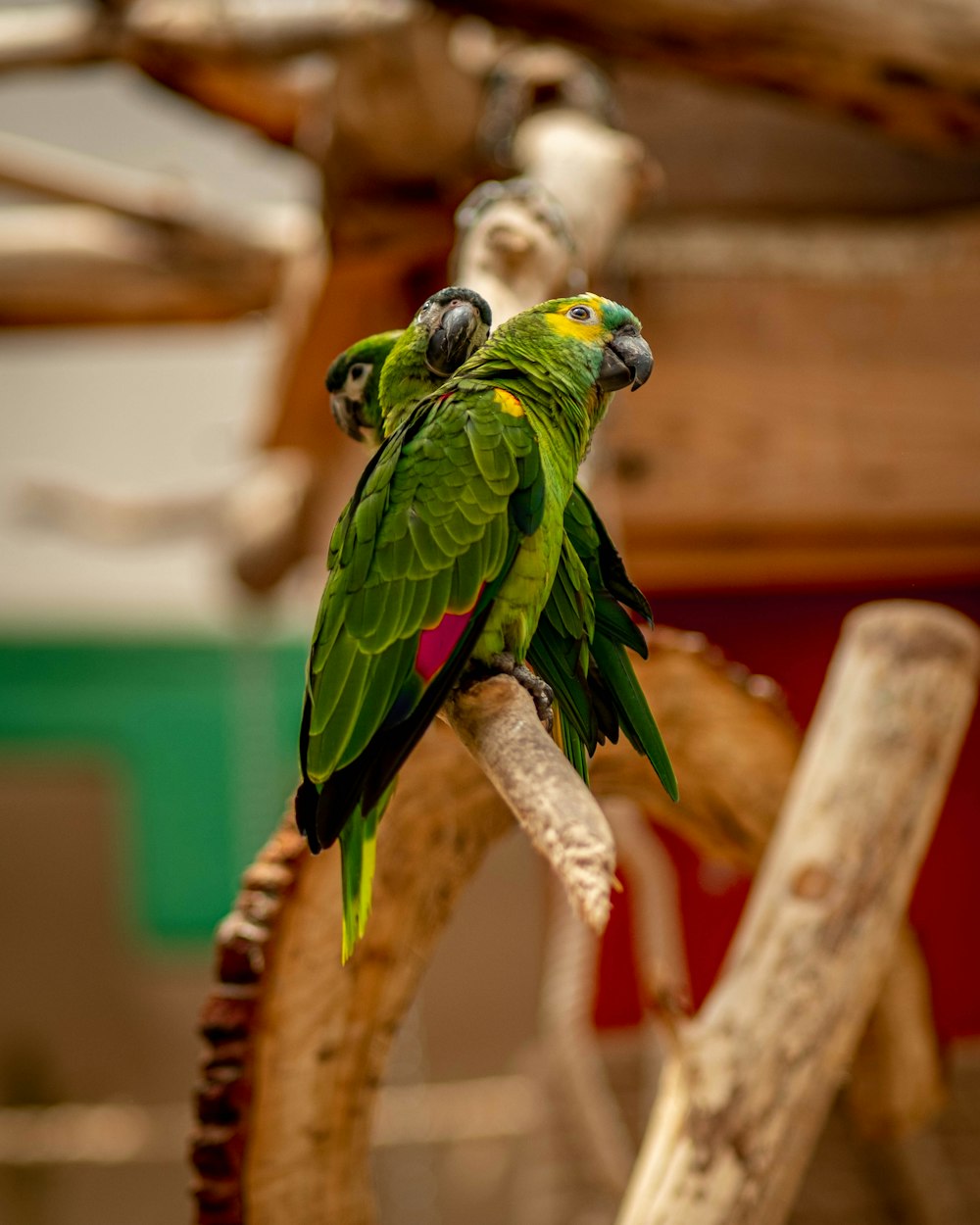 green and yellow bird on brown wooden stick