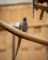 A parrot sits perched on a wooden branch. Its sleek gray feathers contrast with a prominent red beak. The background is softly blurred, showcasing a warm, earthy tone that enhances the bird's subtle elegance.