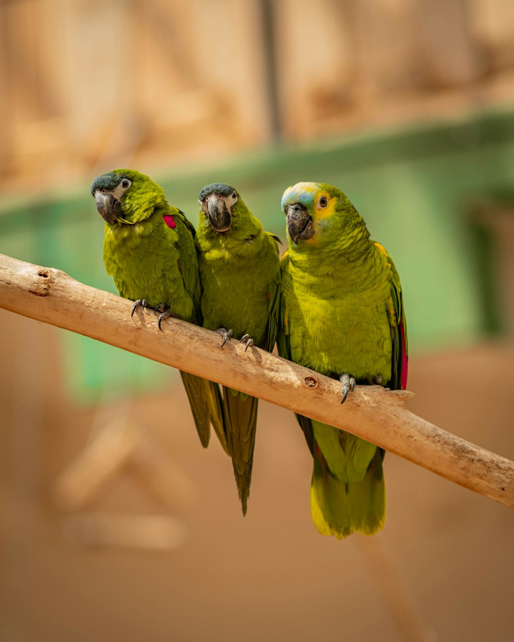 green bird on brown tree branch