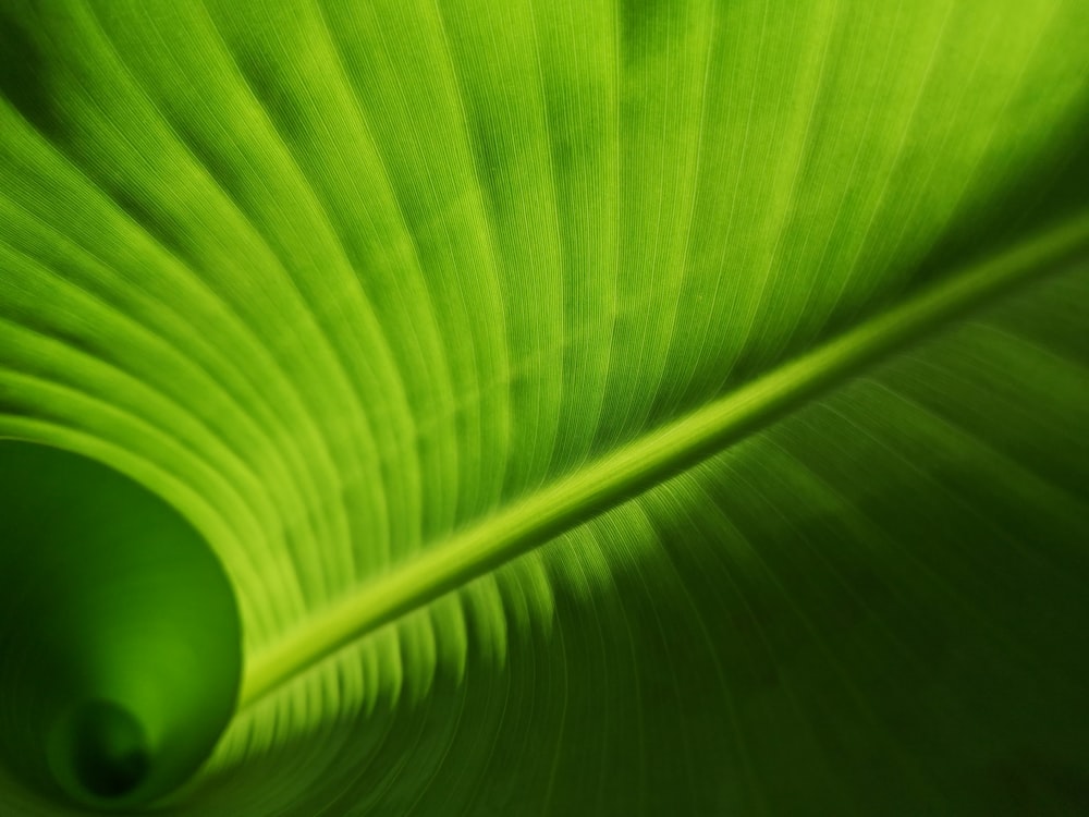 Foto de primer plano de hoja verde