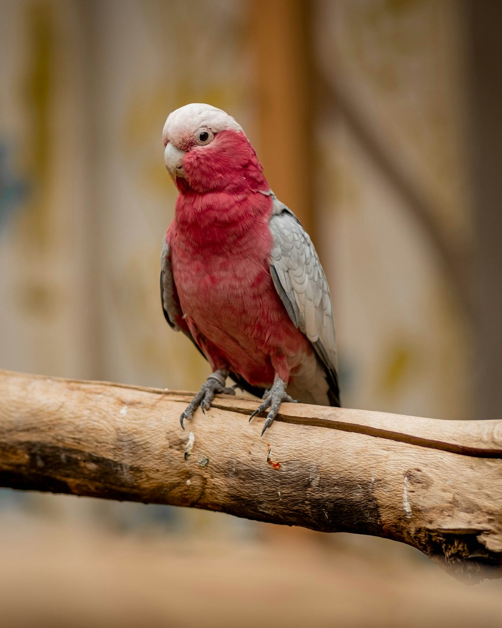 red and white bird on brown tree branch