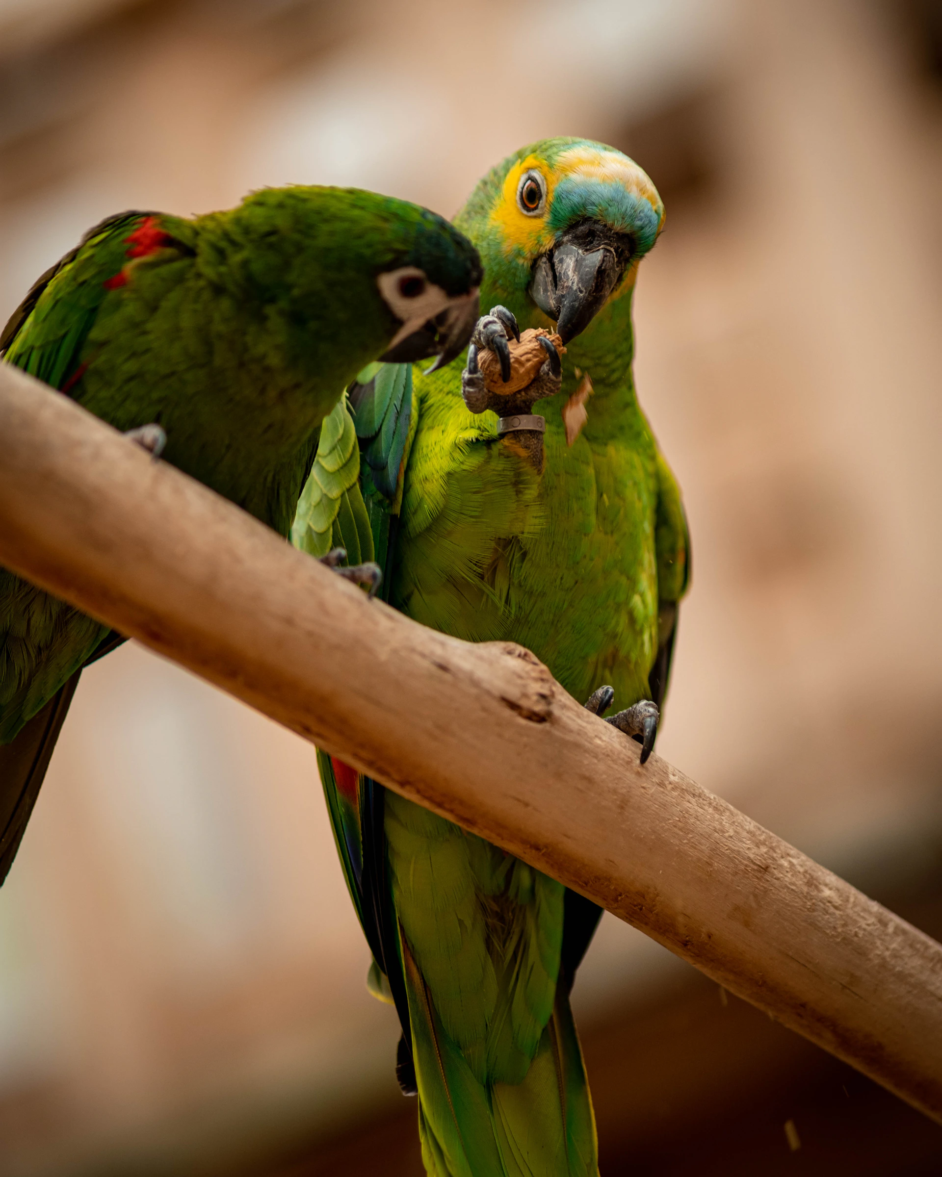 green bird on brown tree branch