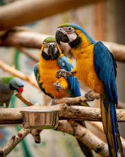 blue yellow and red macaw