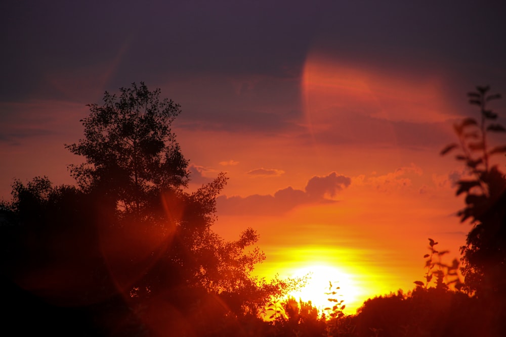 silhouette of tree during sunset