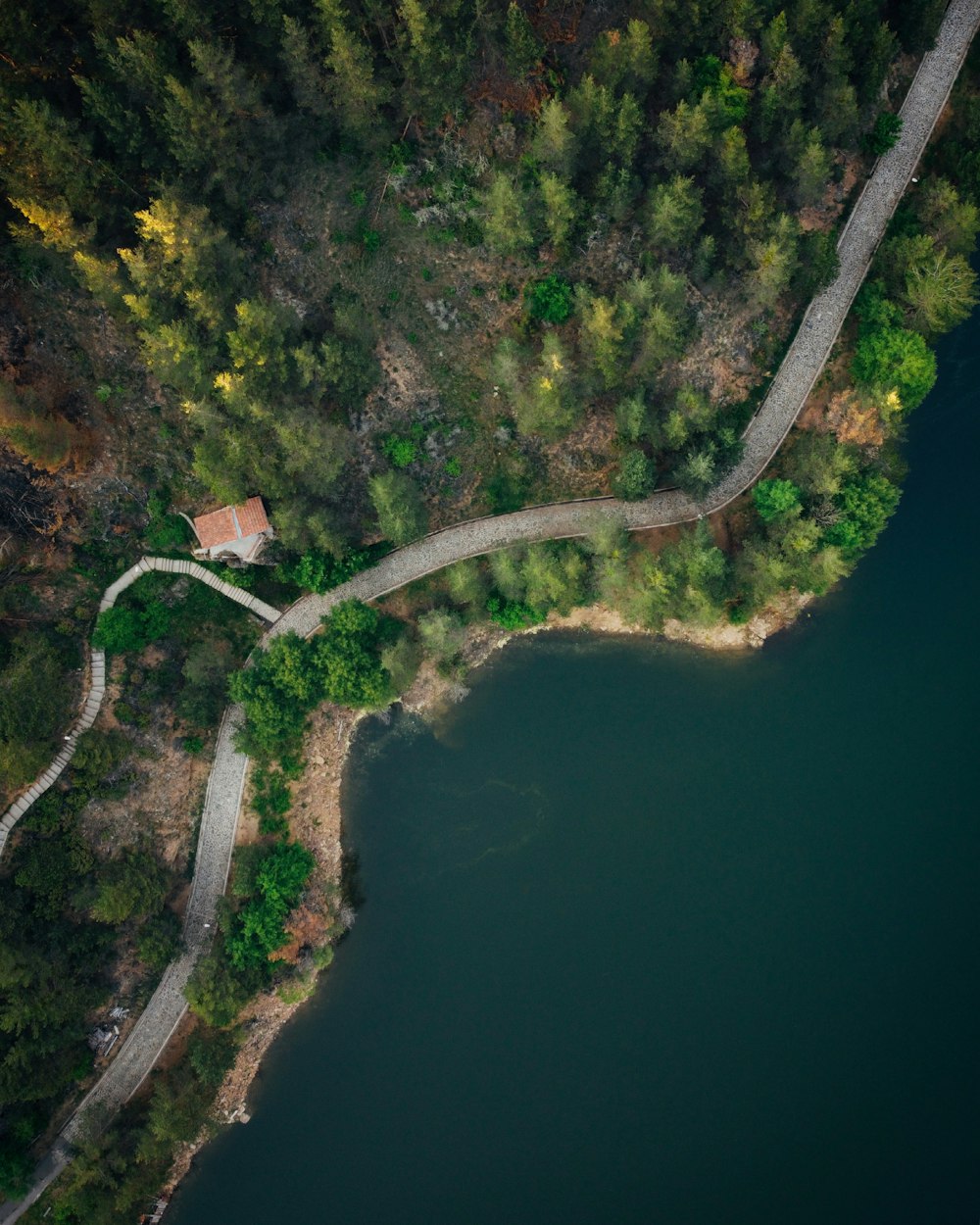 aerial view of green trees beside river during daytime