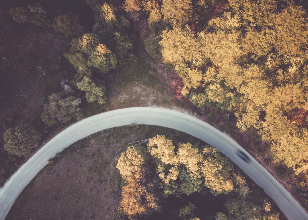 birds eye view of trees