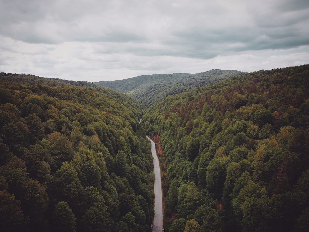 green trees on mountain under white clouds during daytime