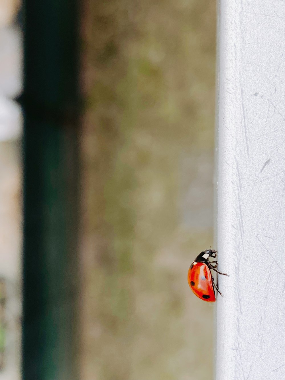 black and orange ladybug on white concrete wall during daytime