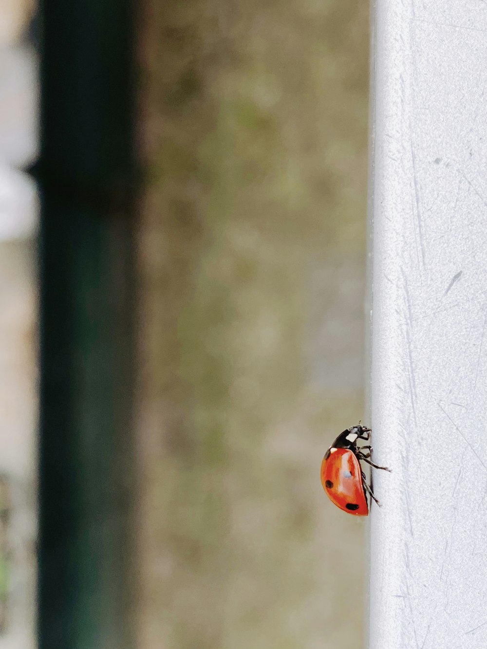 coccinelle noire et orange sur mur de béton blanc pendant la journée