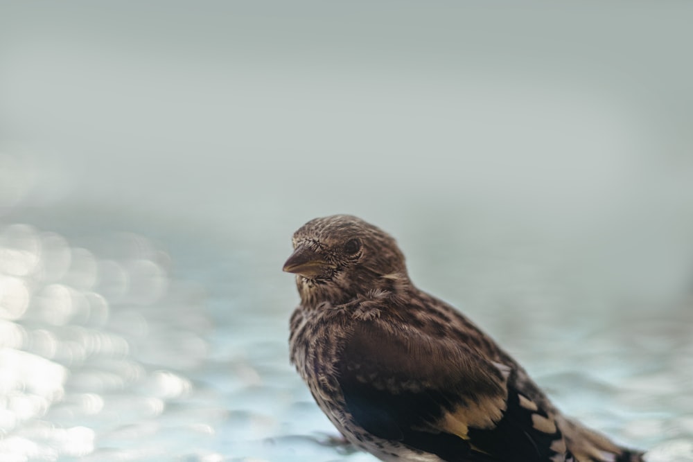 brown and black bird on white snow during daytime