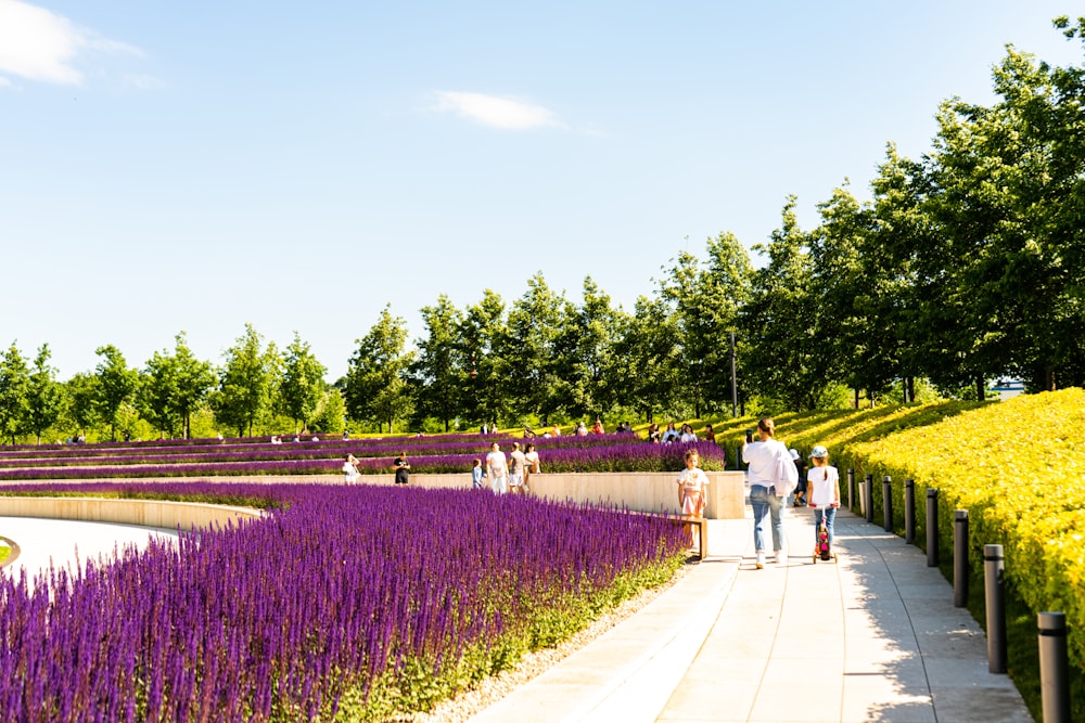 people walking on pathway between green grass field during daytime