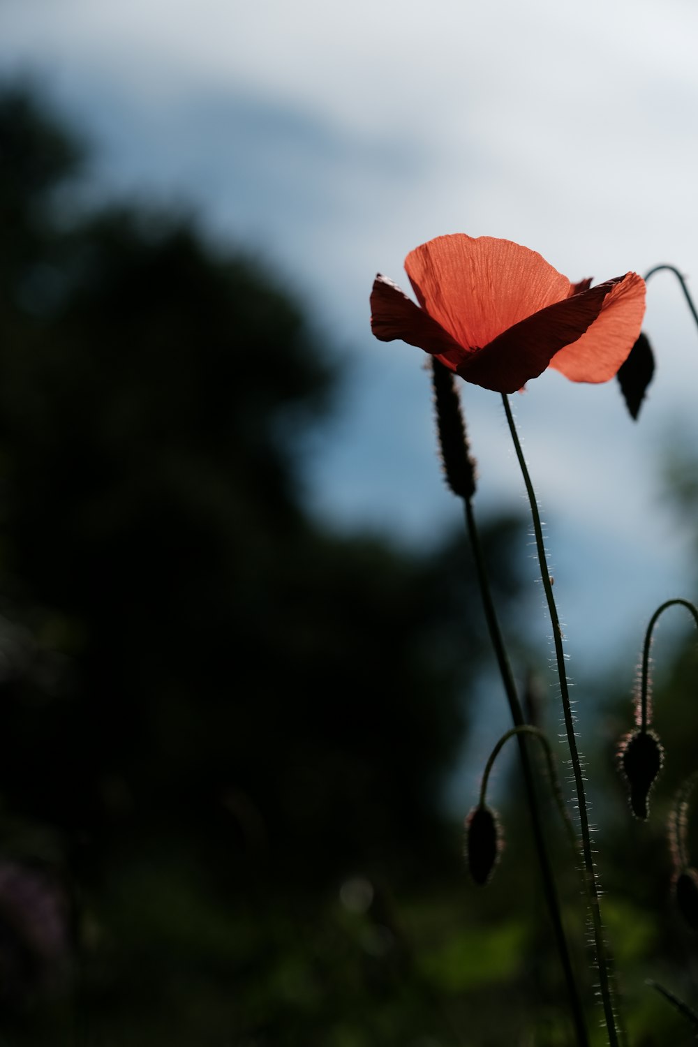 orange flower in tilt shift lens