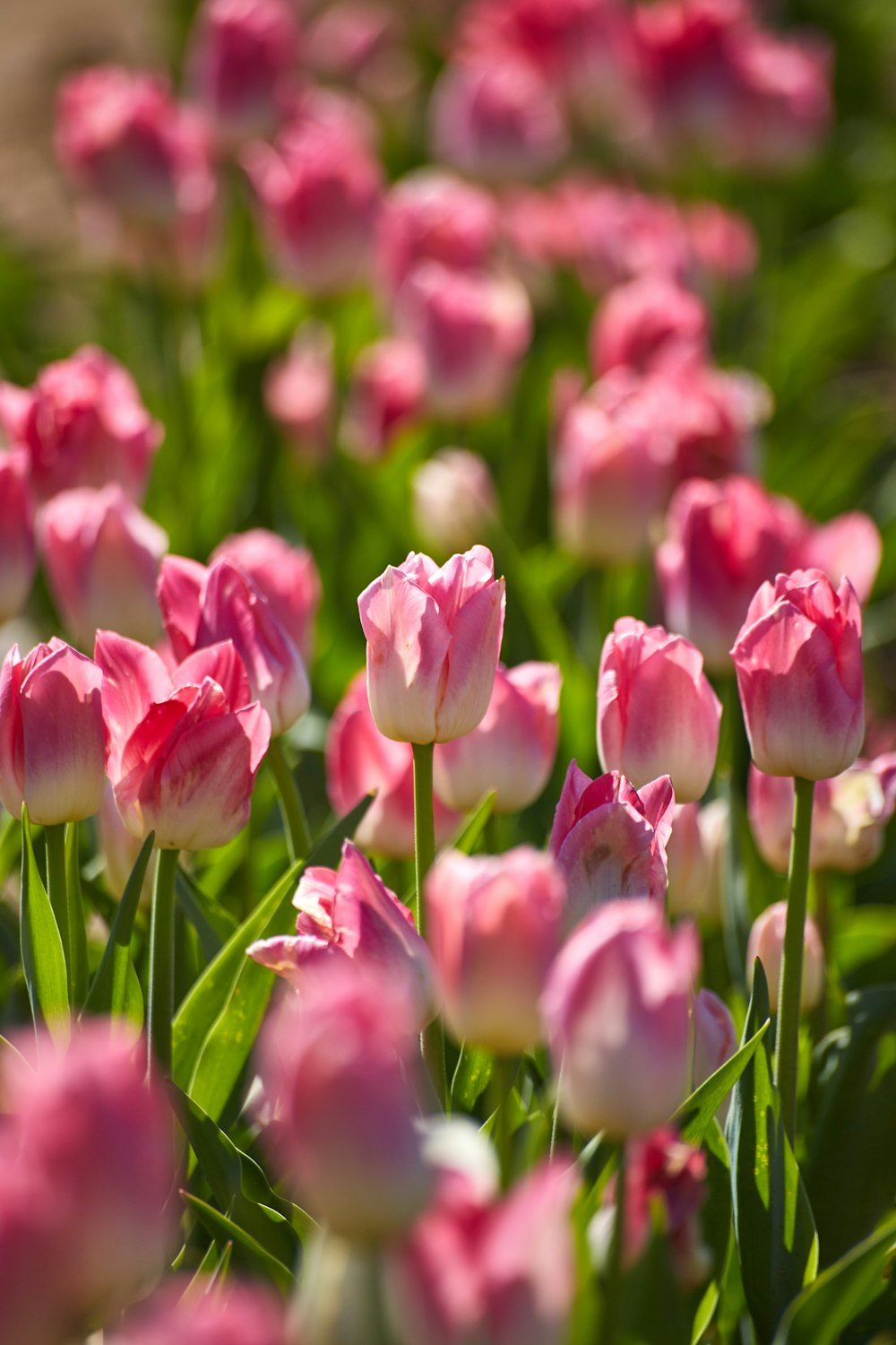 pink tulips in bloom during daytime