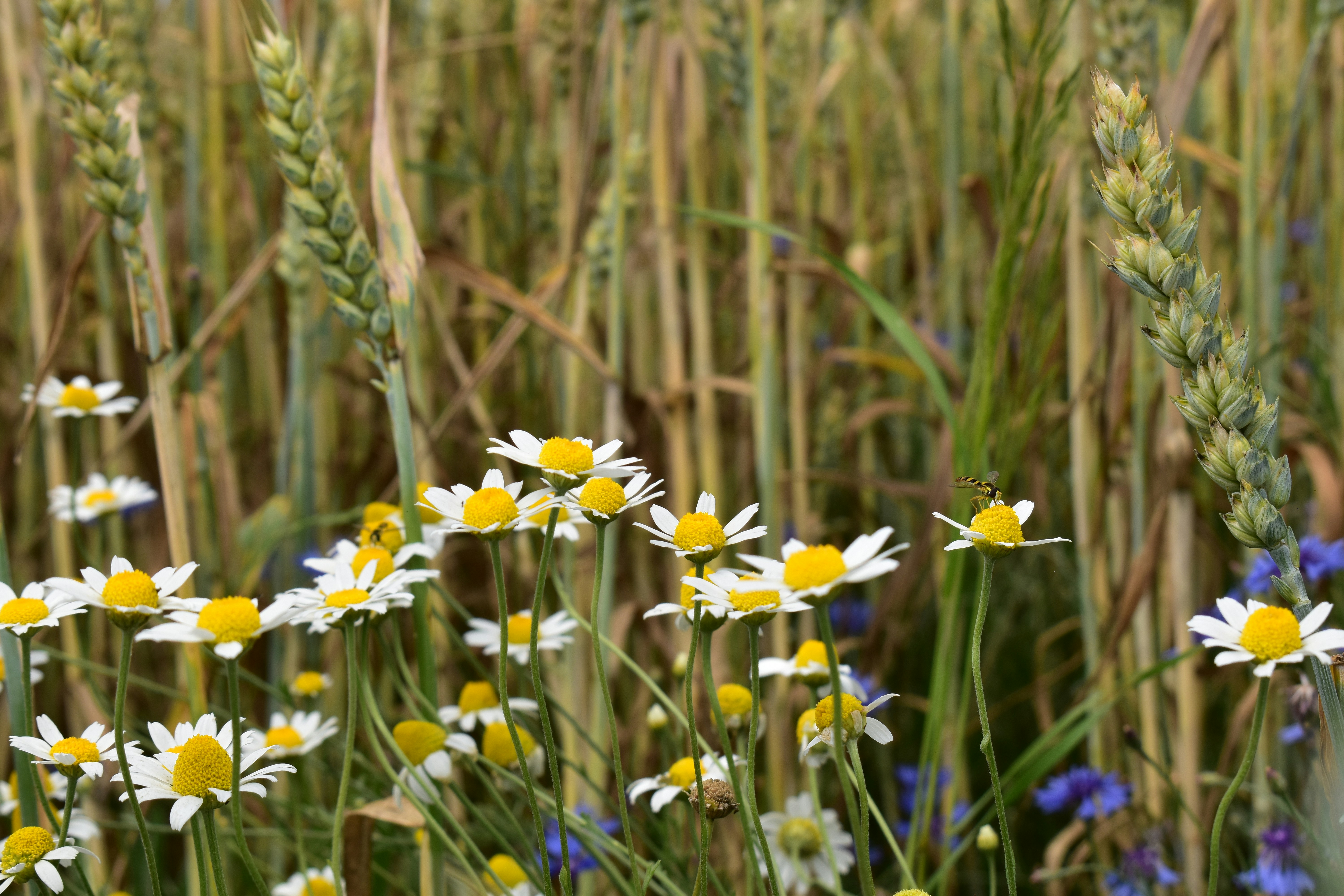 white and yellow flowers in green grass field