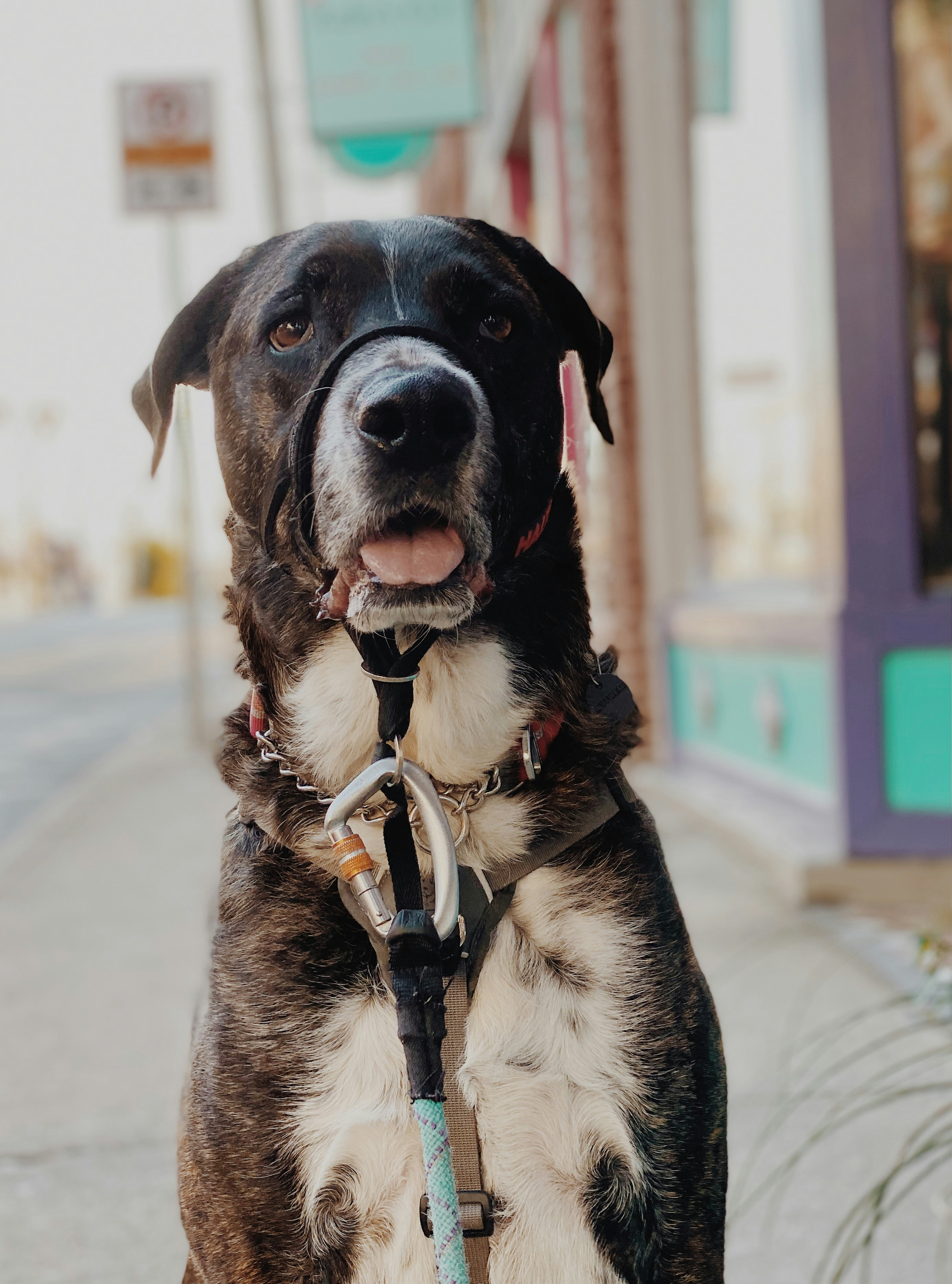 black and white short coated dog with brown and black dog collar