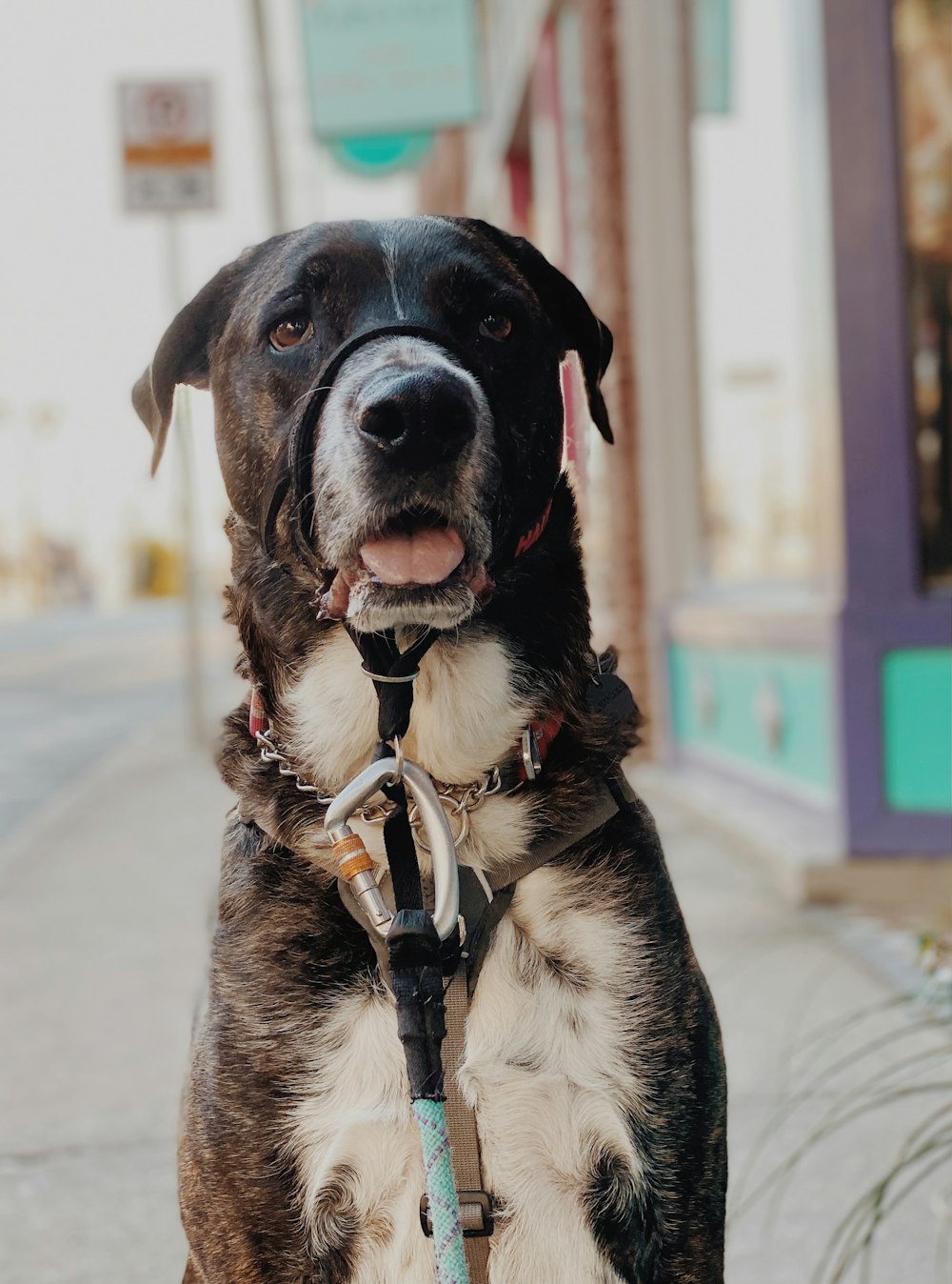 black and white short coated dog with brown and black dog collar