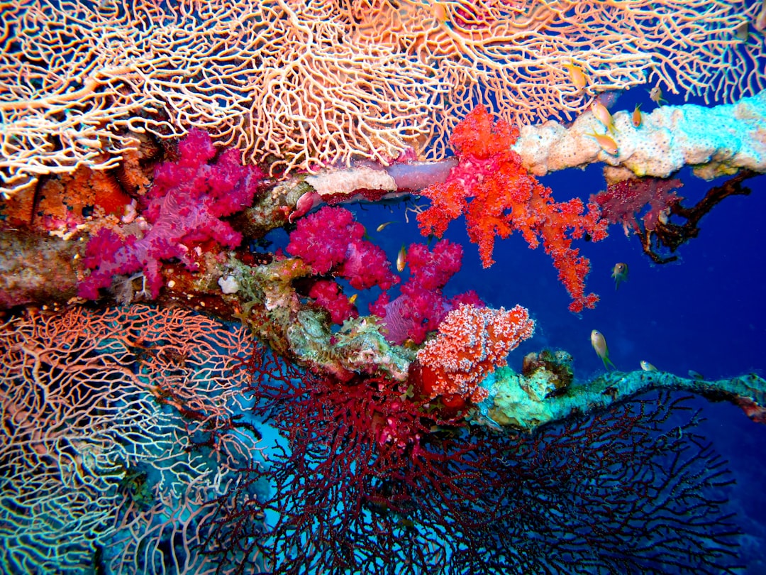 brown and white coral reef