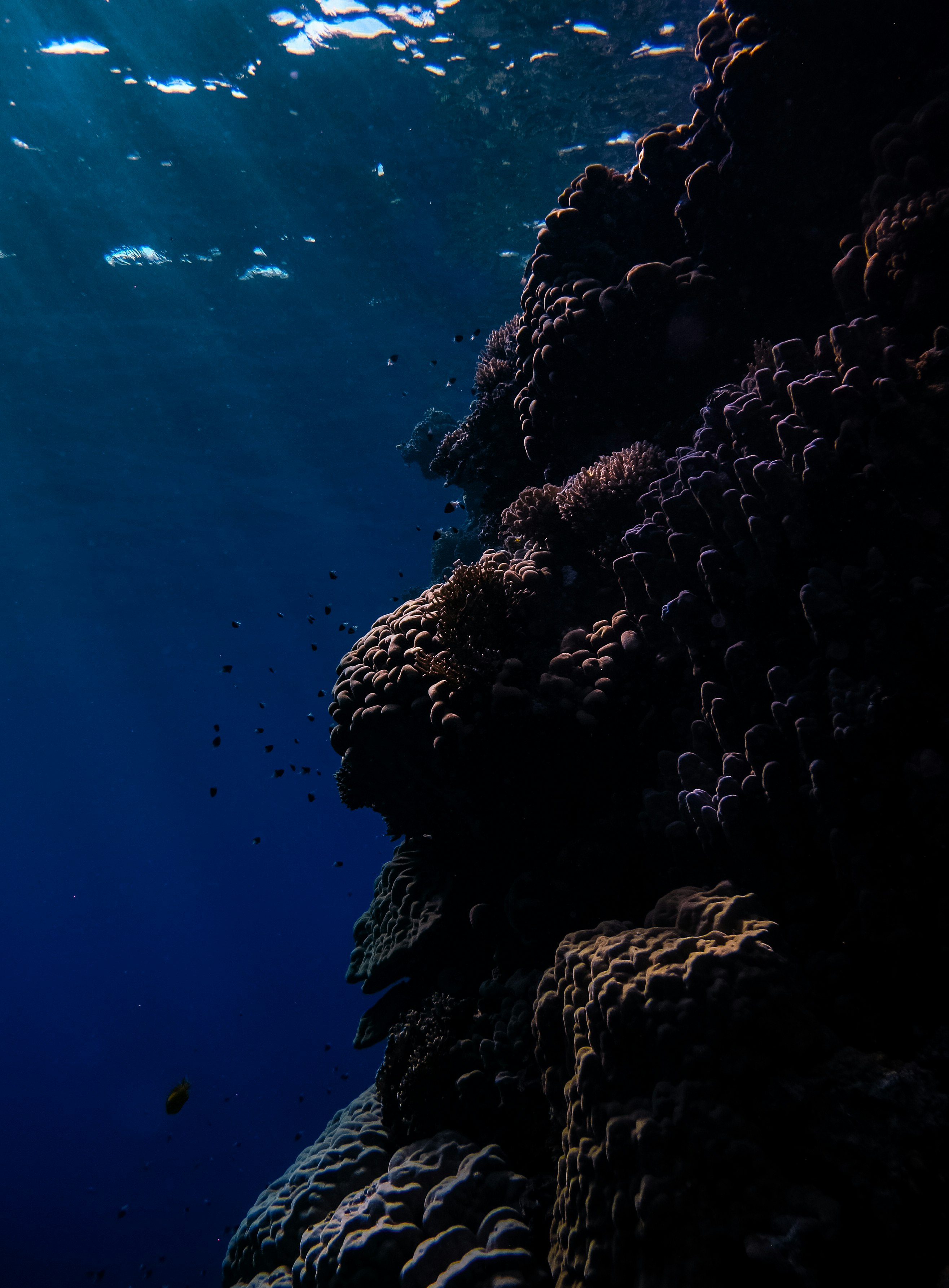 black coral reef in blue water