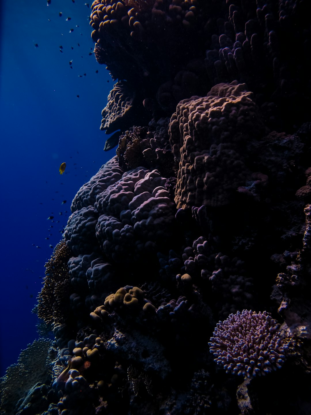 brown coral reef under water