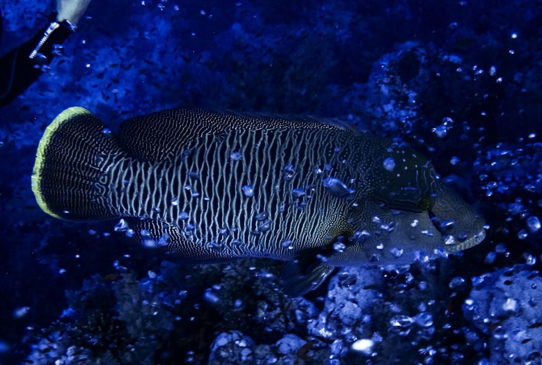 black and white fish in water