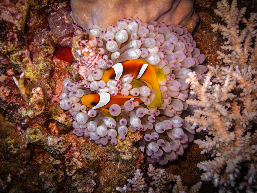clown fish on brown coral reef