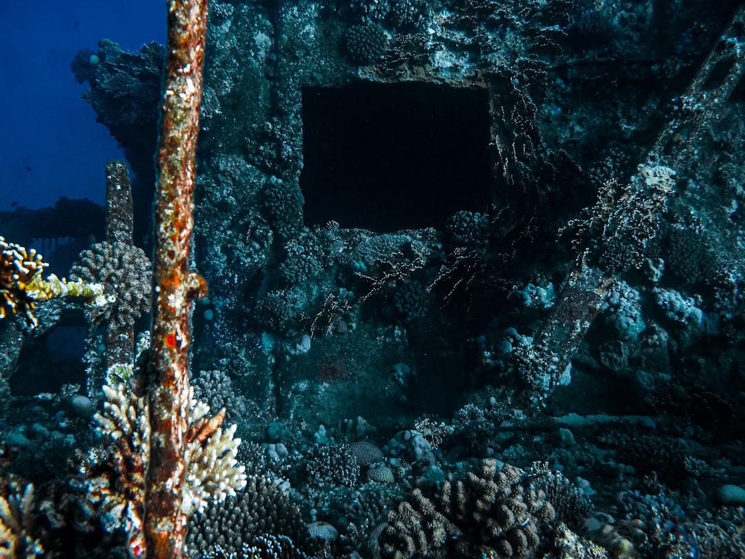 blue and brown coral reef