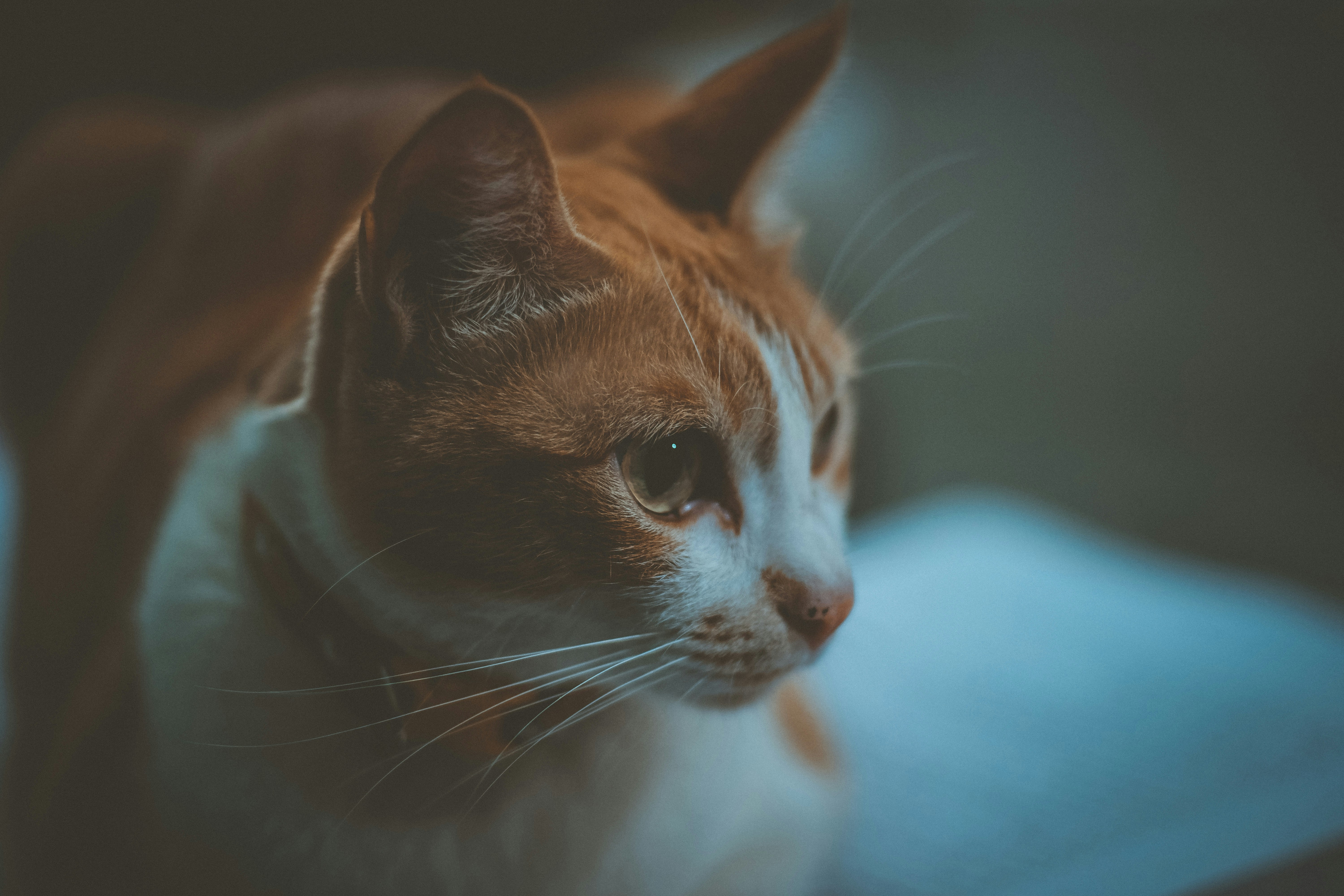 The Surprising Social Skills of Elderly Felines (image credits: unsplash)