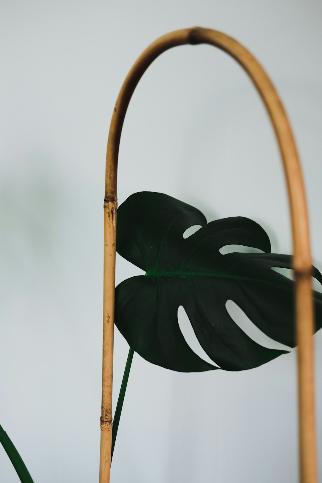 green leaf plant in brown wooden frame