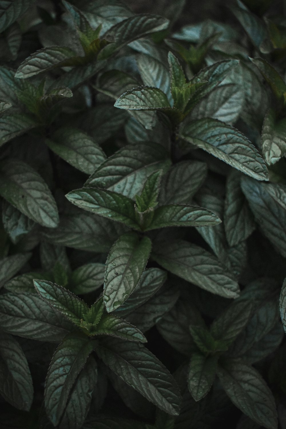 green leaves in close up photography