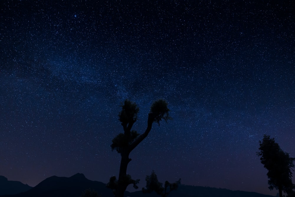 silhouette of tree during night time