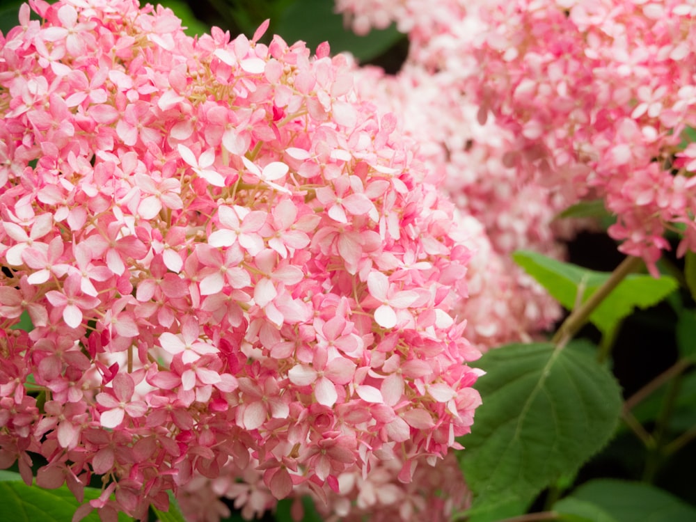 pink and white flower in close up photography