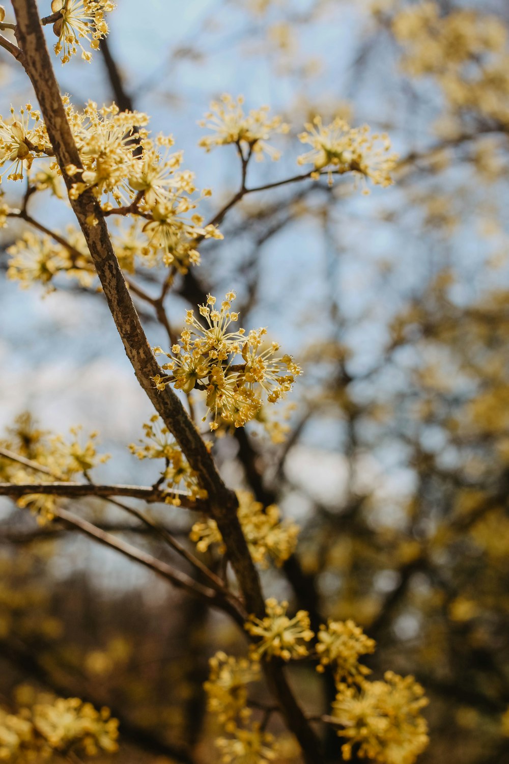 white flower on brown tree branch